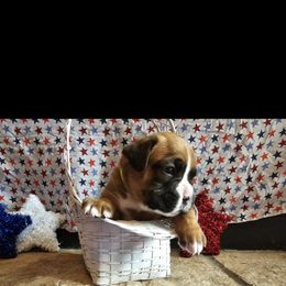 Boxer and Shih Tzu Puppies from L&L European Boxers and Shih Tzus