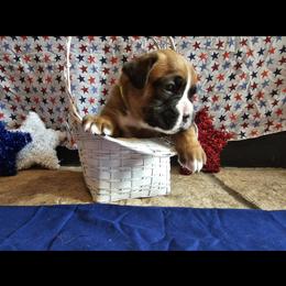 Boxer and Shih Tzu Puppies from L&L European Boxers and Shih Tzus