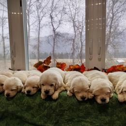Golden Retriever Puppies from Rosehaven Homestead