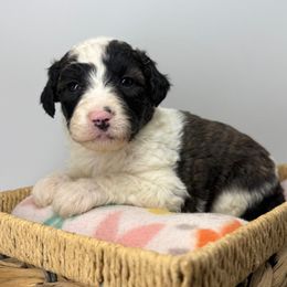 Olive - Grizzle and white female Sheepadoodle puppy in Greeneville, Tennessee from Smokey Mountain Sheepadoodles