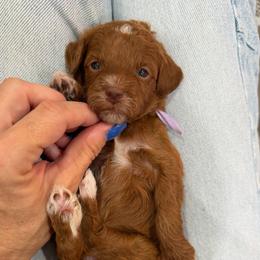 OLIPOP - Red  female Goldendoodle puppy in Macon County, North Carolina from Mountain Doodles