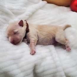 Brown Collar - Apricot male Schnoodle puppy in Leitchfield, Kentucky from Eveleigh Acres Puppies