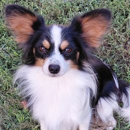 Papillon puppies from Joy Furey Pixy Puff Papillons