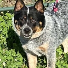 Australian Cattle Dogs from Buckaroo Cattle Dogs