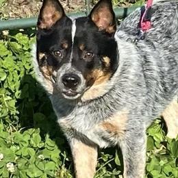Australian Cattle Dogs from Buckaroo Cattle Dogs