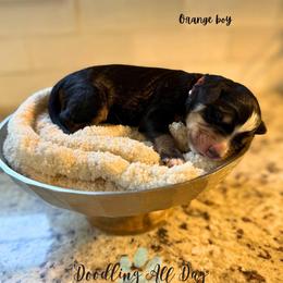 Orange boy - Tri-color male Bernedoodle puppy in Valdese, North Carolina from Doodling All Day Goldendoodles