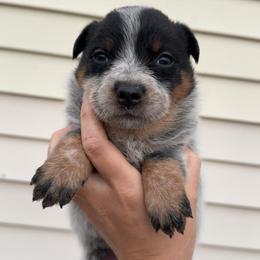 Breezy - Blue speckled female Australian Cattle Dog puppy in Oberlin, Kansas from Hangin R Kennels