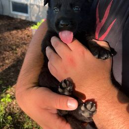 German Shepherd Puppies from Bolwerk’s 3B Acres