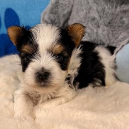 Michael - Black tan and white male Biewer Terrier puppy in Stockbridge, Georgia from Jenn’s Georgia Morkies and Biewer Terriers