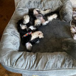 Miniature Schnauzer Puppies from A'Lord Miniature Schnauzer