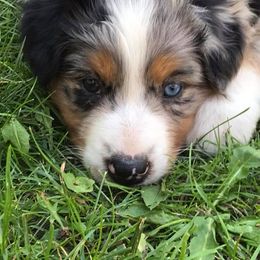 Australian Shepherd Puppies from Auspicious Australian Shepherds