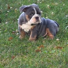 Diane - Blue tri-color female Bulldog puppy in Harrisburg, Pennsylvania from Central PA WiggleButts Bulldogs