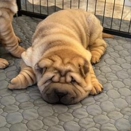 Girl 2 - Red female Chinese Shar-Pei puppy in Phoenix, Arizona from Center Stage Shar-pei
