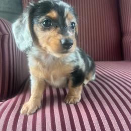 Cookie - Dapple female Dachshund puppy in Arthur, Illinois from Chupp’s Puppies