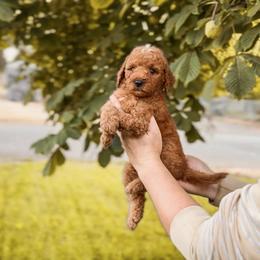 Pink collar girl curly - Red  female Goldendoodle puppy in Spokane, Washington from Dream Doodles in Spokane WA