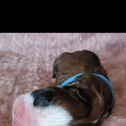Boxer and Shih Tzu Puppies from L&L European Boxers and Shih Tzus