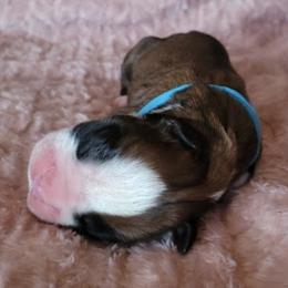 Boxer and Shih Tzu Puppies from L&L European Boxers and Shih Tzus