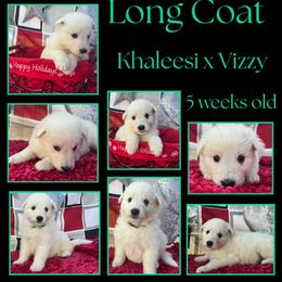 Kiwi Girl - White female German Shepherd puppy in Apache Junction, Arizona from CS Vista Farms