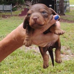 Violet - Chocolate and tan female Dachshund puppy in Florida from Lazy Acres Farm
