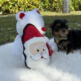 Toby - Black and gold male Yorkshire Terrier puppy in Naples, Florida from 🤎 Dreaming Puppies 🐶