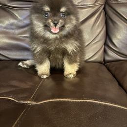 Star - Black female Pomeranian puppy in Texas from Tiny Tornado Poms