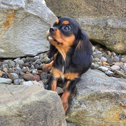 Sapphire - Black and tan female Cavalier King Charles Spaniel puppy in Crawford, Tennessee from Lilly Lane Spaniels
