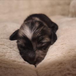 Flower - Dapple male Dachshund puppy in Hiddenite, North Carolina from Dannie's Doxies