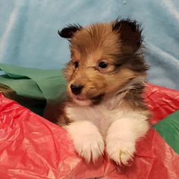 Dora the explorer - Sable and white female Shetland Sheepdog puppy in Moore Haven, Florida from Sheri Harris's Shetland Sheepdogs