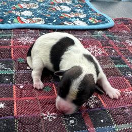 Evie - Chocolate, tan and white female Yorkshire Terrier puppy in West Fargo, North Dakota from A Yorkie Tale