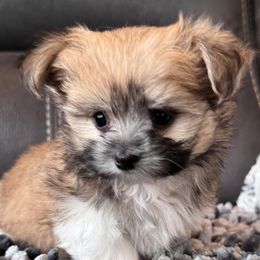 Rare Gem Galileo - Beige Mi-Ki puppy in Cleveland, Ohio from Rare Gem Mi-Ki’s LTD