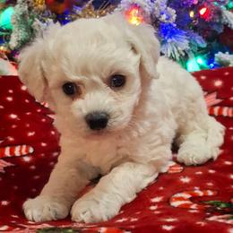 Louis - White male Bichon Frise puppy in Wesley Chapel, Florida from Adorable Bichon