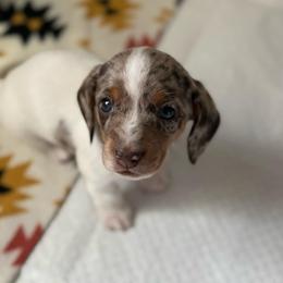 Possum - Dapple male Dachshund puppy in Lebanon, Tennessee from Thomas Dachshunds