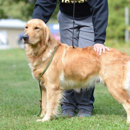 Rosy - Golden Retriever