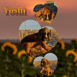 Yoshi - Fawn male Boxer puppy in Mountain Home, Idaho from LJK Boxers & Toy Aussies