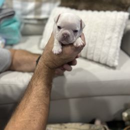 French Bulldog Puppies from Camper Puppy