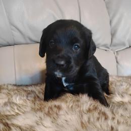 Willow - Black female Labradoodle puppy in Apache Junction, Arizona from Loving Doodle