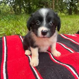 Rey - Black and white female Border Collie puppy in Winnsboro, Texas from Pecan Grove Pups