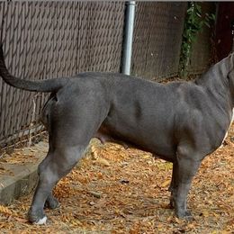 American Bully All Grown Up from Anubis Tribe Bullies