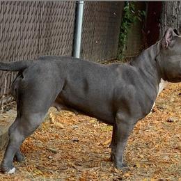 American Bully All Grown Up from Anubis Tribe Bullies