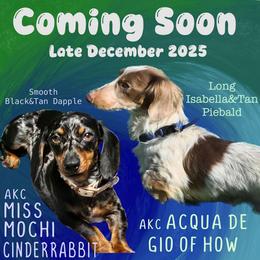 Dachshund puppies from Wayward Home Dachshunds