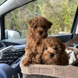 Cavapoo, Cockapoo, and Poodle Puppies from Heavenly Puppies to Love
