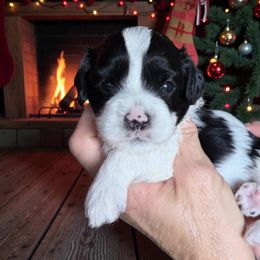 Tinsel - Black and white female Cavapoo puppy in Tucson, Arizona from Adored Poodle & Doodles