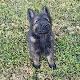 Warden (Blue male) - Sable male German Shepherd puppy in Winchester, Kentucky from Del Lago Canine