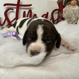 German Shorthaired Pointer and Labrador Retriever Puppies from Wayalife Labradors & Gsp’s