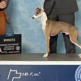 Louie - Italian Greyhound
