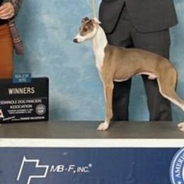 Louie - Italian Greyhound