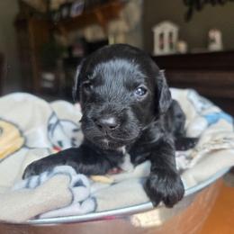 Zander - Black male Cavapoo puppy in Blackfoot, Idaho from Draper Mountain Doodles