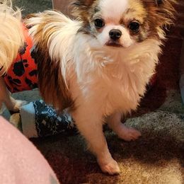 Chihuahua Puppies from Jamie's Chihuahuas