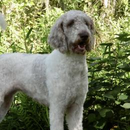 Marley - Goldendoodle
