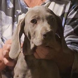 Purple collar - Gray male Weimaraner puppy in Glendive, Montana from Lazy Hearts Kennel